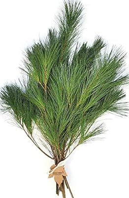 Tin Roof Treasure Fresh Clipped Natural Maine Eastern Pine Boughs, 1' to 2', Pack of 12 | Amazon (US)