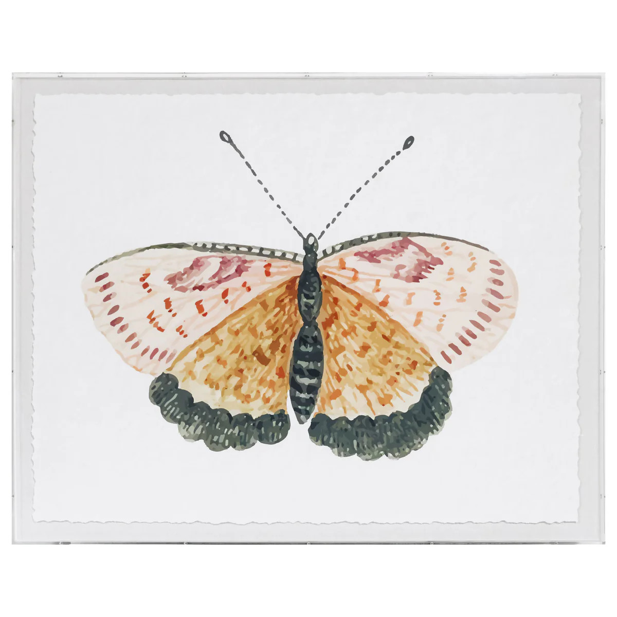 Titali | Watercolor Moth Artwork in Acrylic Shadowbox | Scout Design Studio