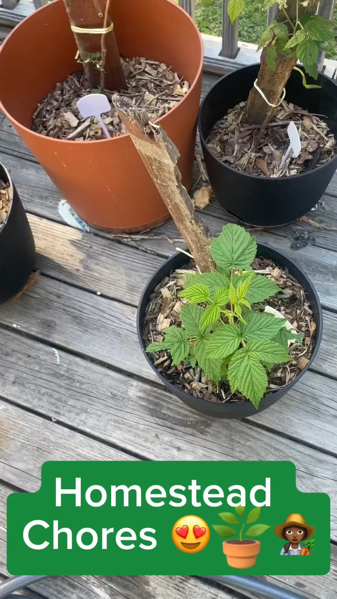 Homestead chores ❤️💕👩🏾‍🌾🪴🐔 #chickens #chickenchores #chickenlady #homestead #homesteading #homemaker #momlife #shopmystore #farm #farmgirlinthemaking #chickentok #momsoftiktok #garden #blackgirlgardening #gardening #chickensofinstagram #momlife 
#chickensoftiktok #farmlife #eggs 


#LTKfindsunder50 #LTKfamily #LTKhome