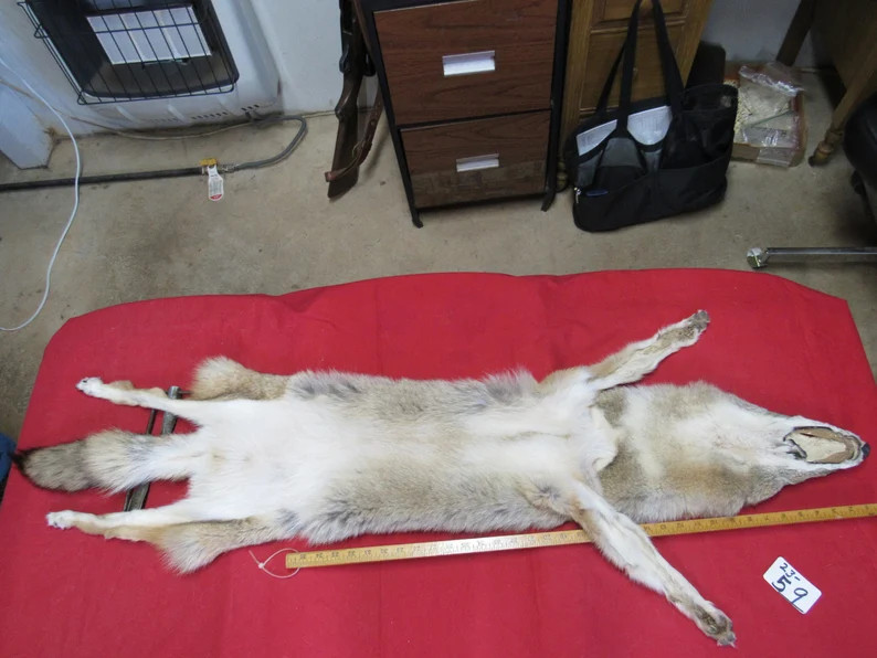 Tanned Coyote Pelt With Feet Claws Winter Animal Hide Good - Etsy | Etsy (US)