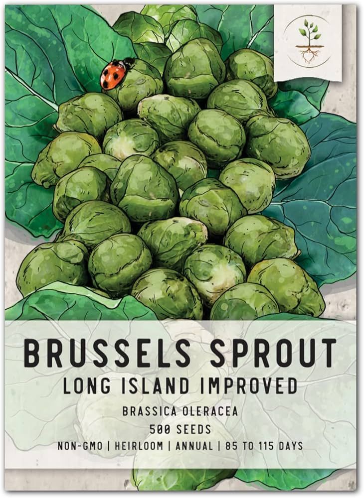 Seed Needs, Brussels Sprout Long Island Improved Seeds for Planting (Brassica oleracea) Single Pa... | Amazon (US)