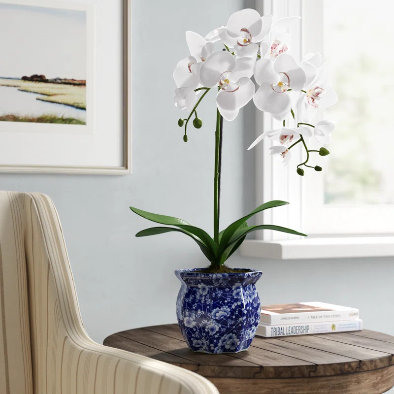 Freeport Park® Phaleanopsis Orchids Floral Arrangement in Pot & Reviews | Wayfair | Wayfair North America