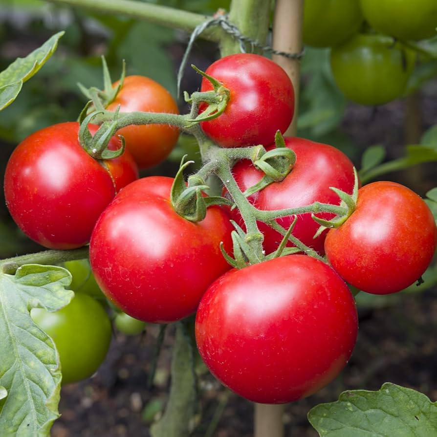 Premier Seeds Direct - Tomato - Shirley F1-12 Finest Seeds | Amazon (UK)