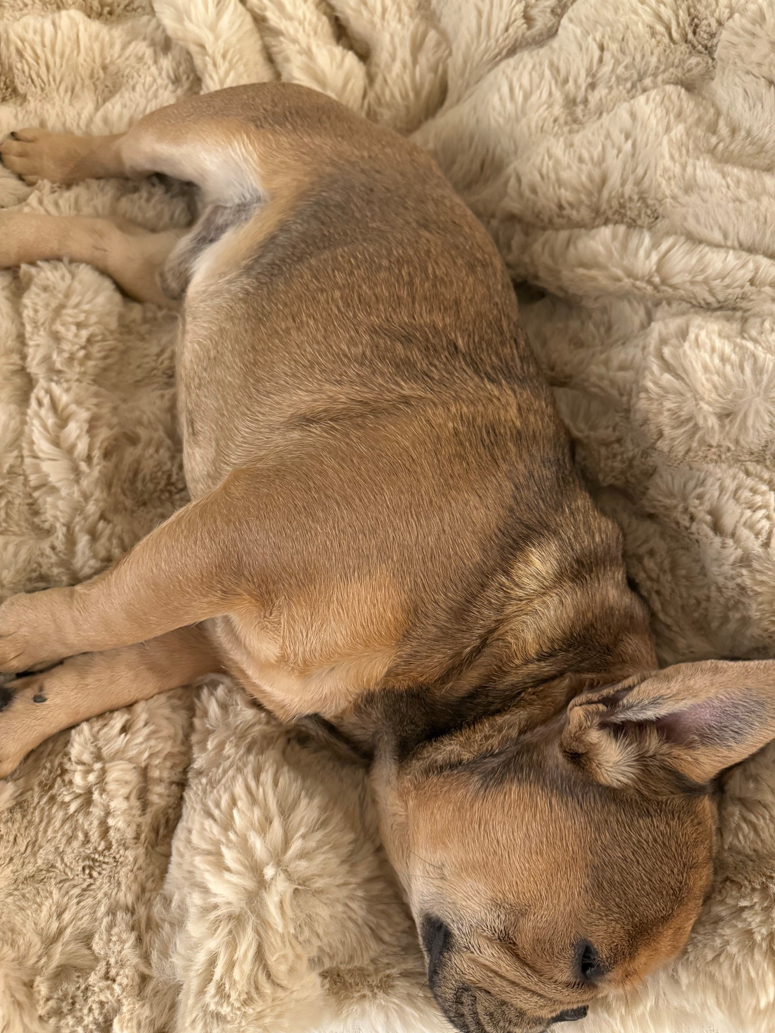 cozy Lola blanket dupe