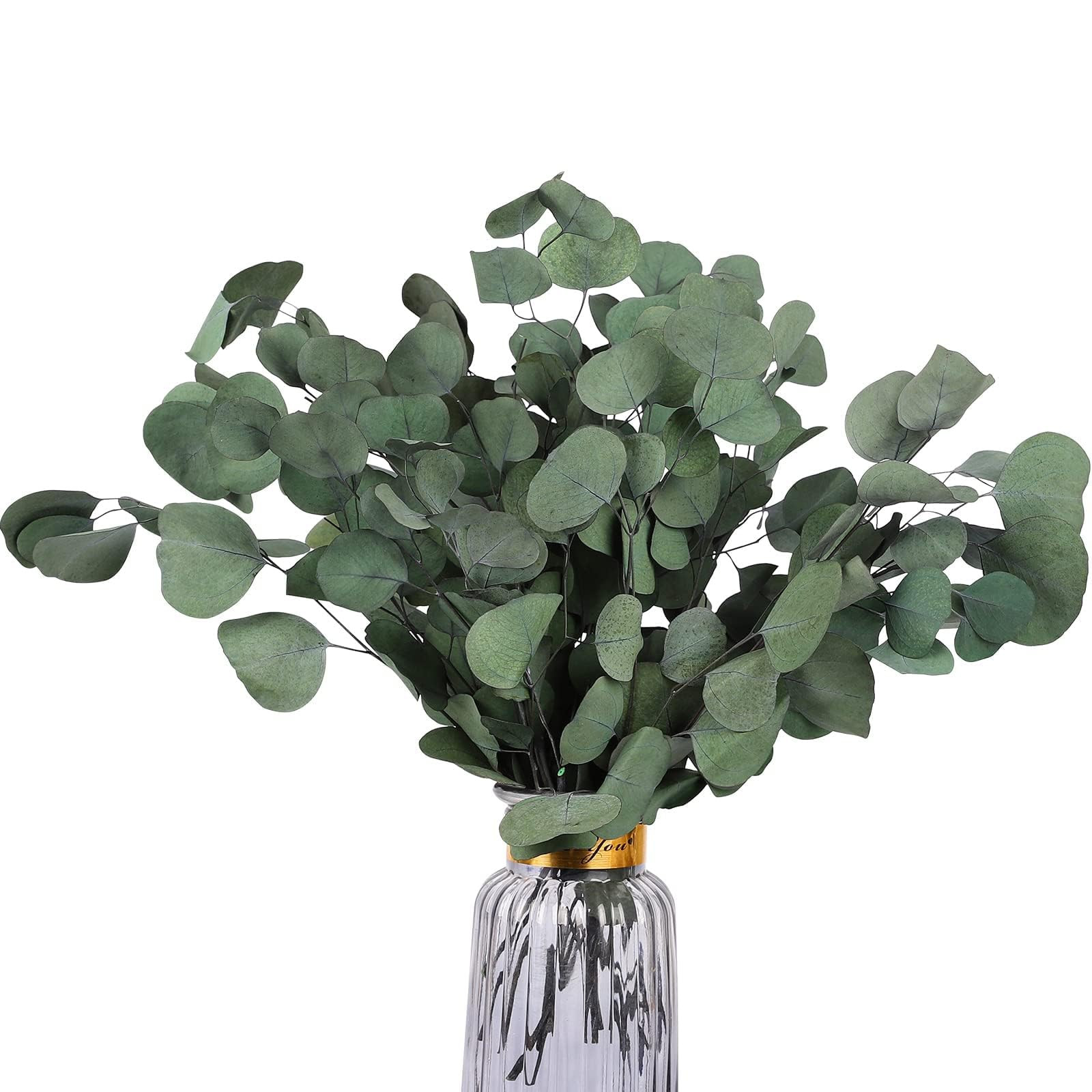 Real Eucalyptus Stems 20PCS Dried Preserved Fresh Eucalyptus Silver Dollar Leaves for Shower - Gr... | Amazon (US)