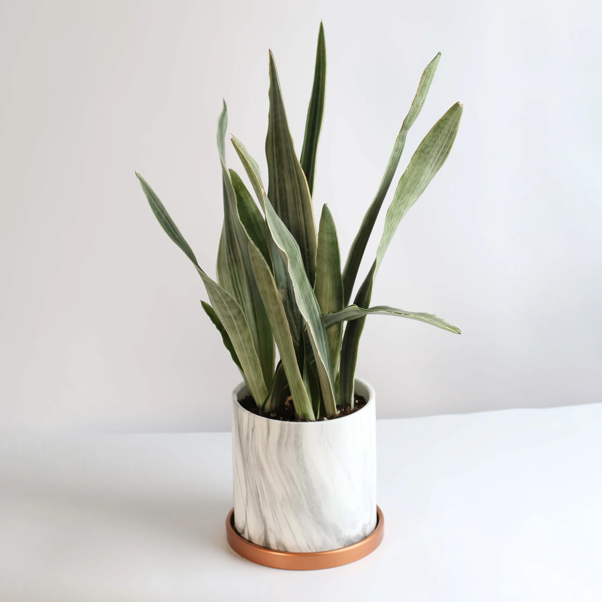 Sayuri Sansevieria Snake Plant | Verdant Lyfe