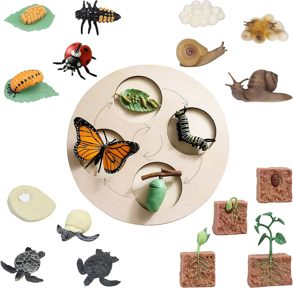 21 PCS Life Cycle Figurines of Butterfly Ladybug Snail Turtle Plant with Wooden Board, Realistic ... | Amazon (US)