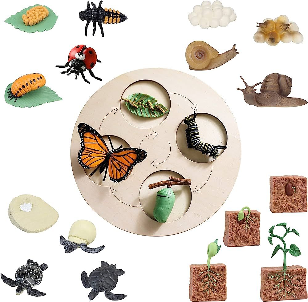 21 PCS Life Cycle Figurines of Butterfly Ladybug Snail Turtle Plant with Wooden Board, Realistic ... | Amazon (US)