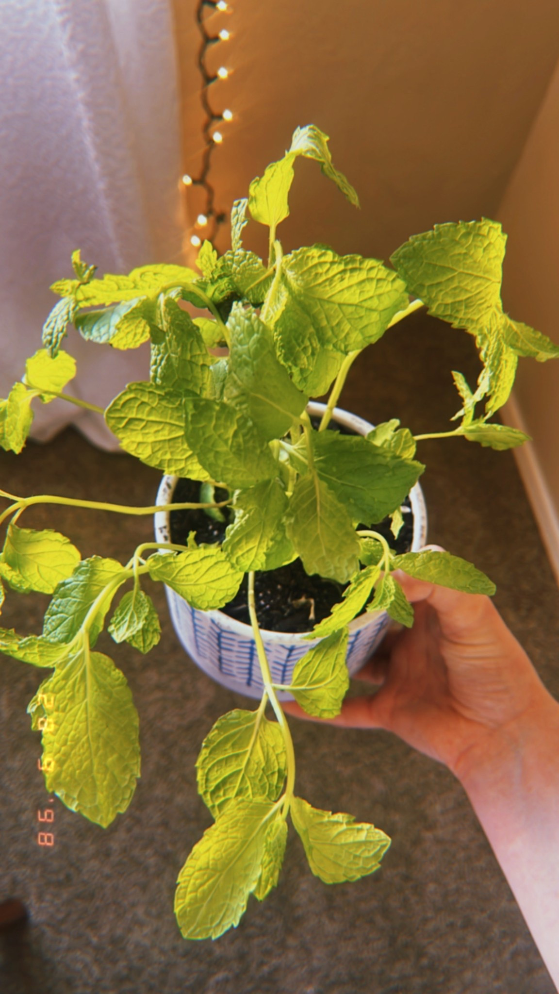 will this potted grocery store mint survive? who knows??



#LTKSeasonal #LTKHome