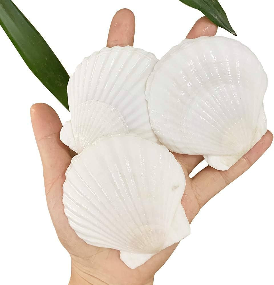 30 PCS Scallop Shells 2-3 Inch Natural White Sea Shells from Sea Beach for DIY Craft Home Décor(... | Amazon (US)