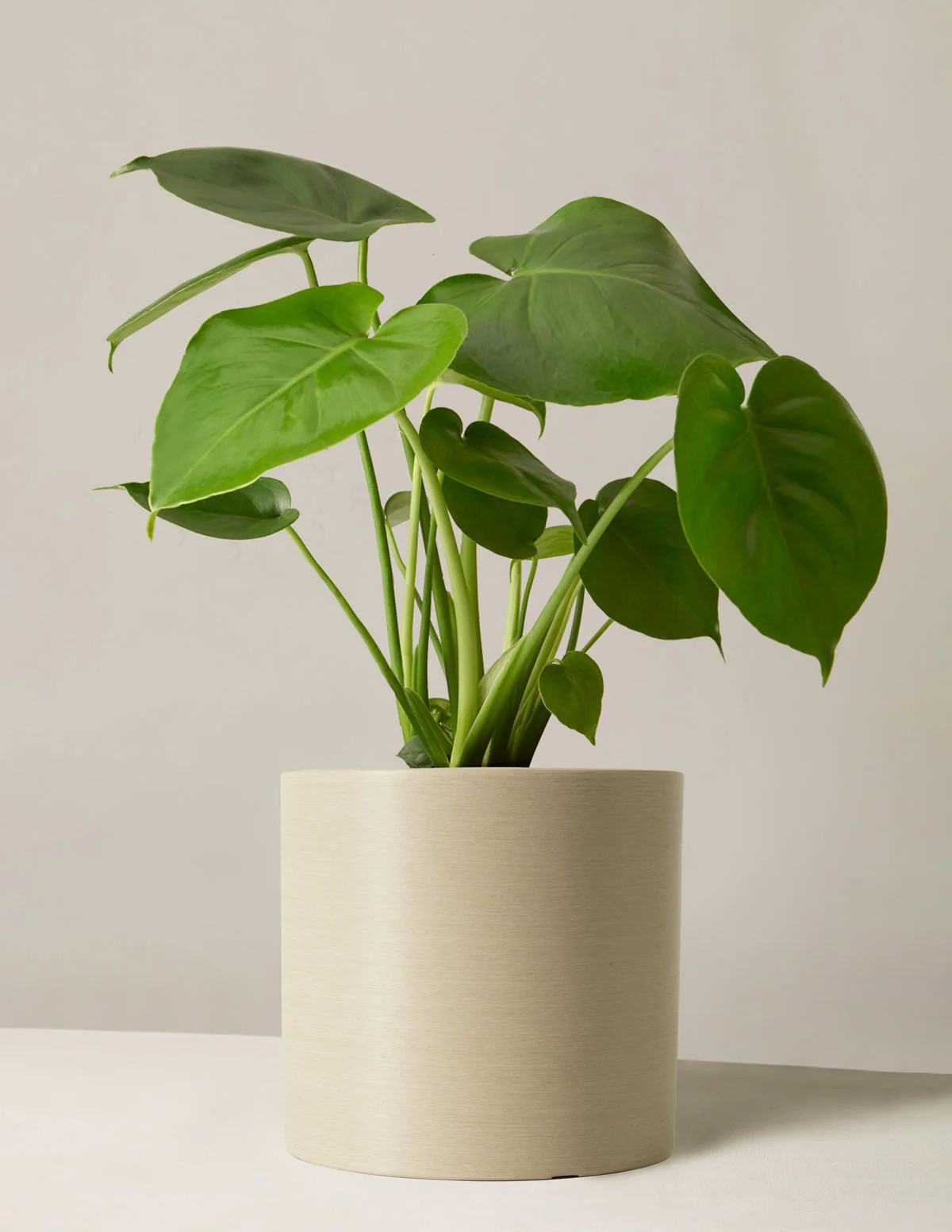 Monstera Deliciosa | The Sill
