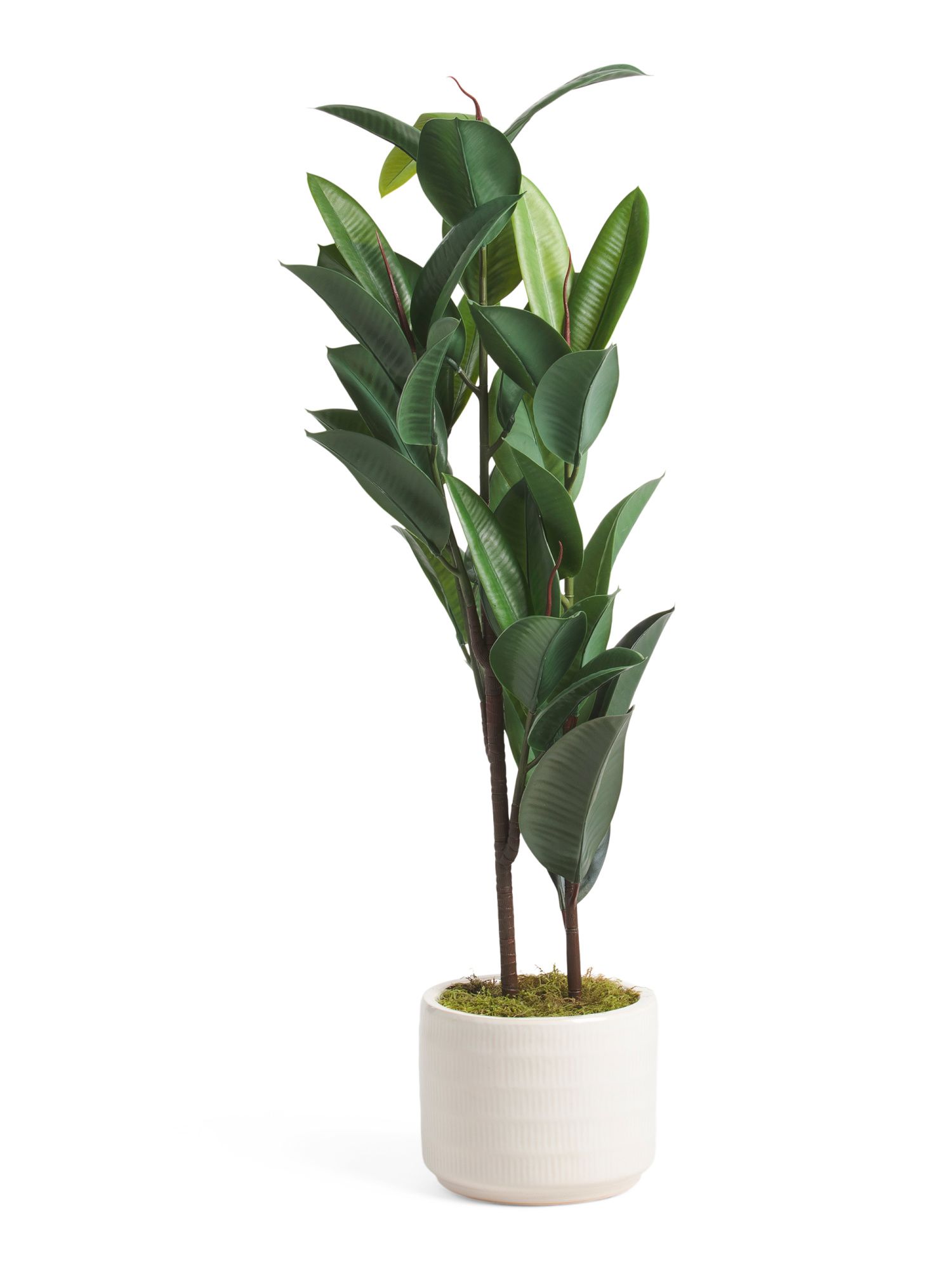 4ft Rubber Plant In Embossed Glazed Ceramic Pot | TJ Maxx