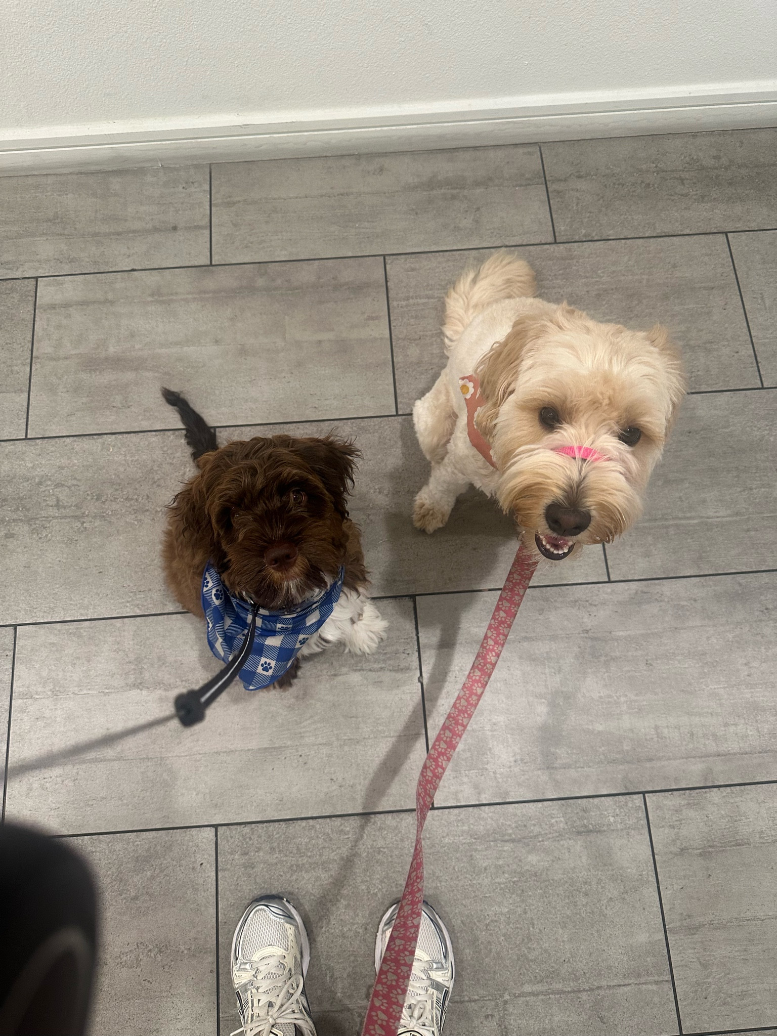 Dogs, dog accessories, dog walks, dog training hot girl walk pets 

#LTKKids #LTKActive