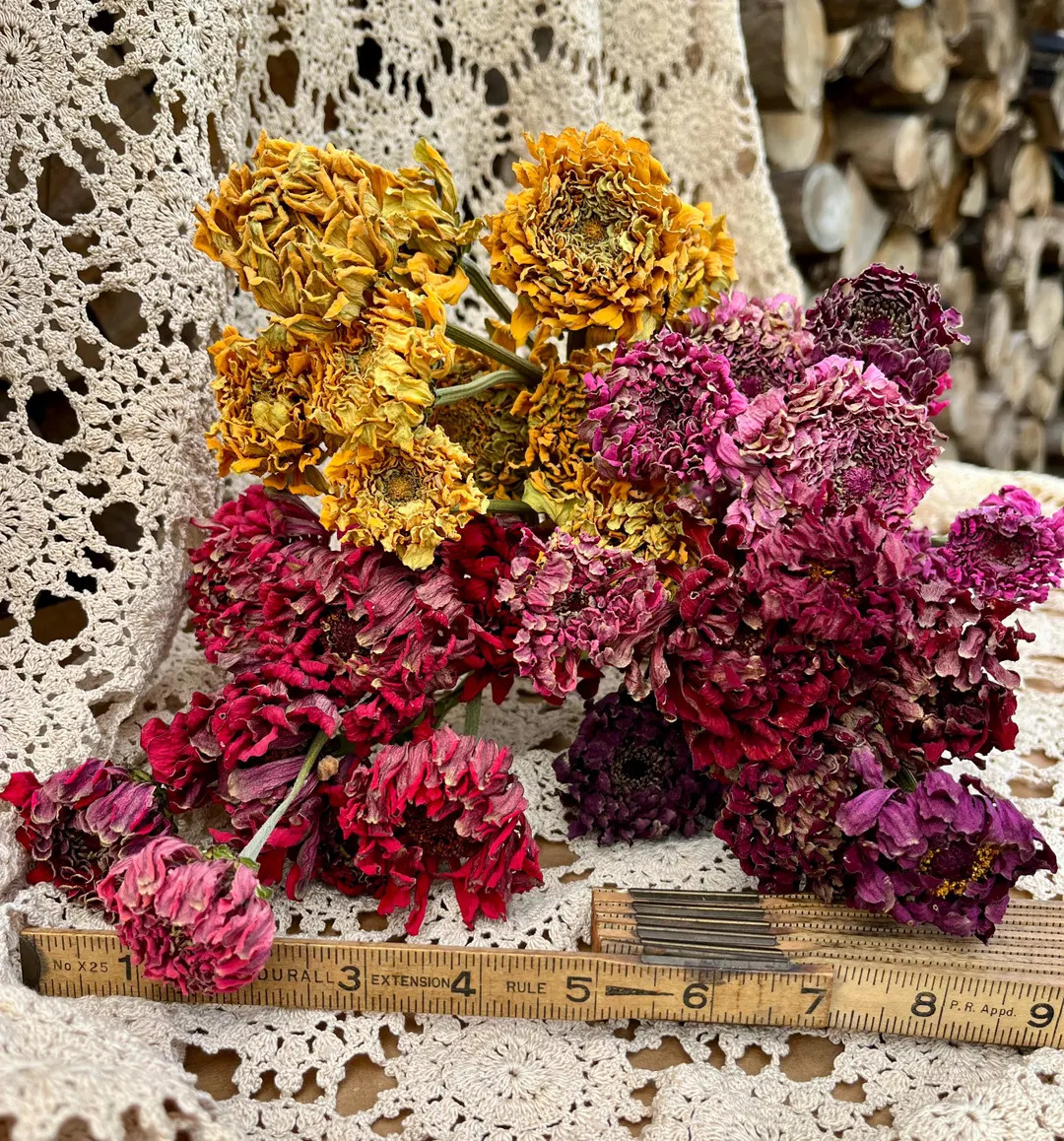 Dried Zinnia Bouquet: Large Blooms, 10-stem Bunch, DIY Centerpiece - Etsy | Etsy (US)