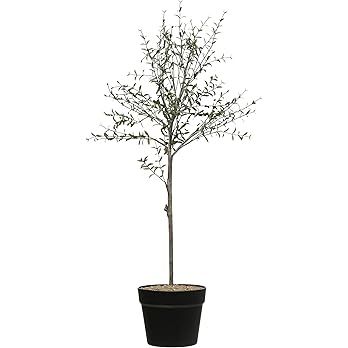 Creative Co-Op DF2615 29" H Thyme Topiary in Pot Faux Botanicals, Green | Amazon (US)