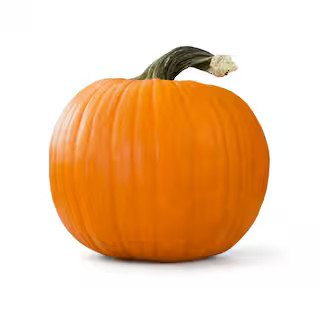 Live Jack-O-Lantern Pumpkin Freshly Harvested for Carving (Medium 20 lbs. Size) | The Home Depot