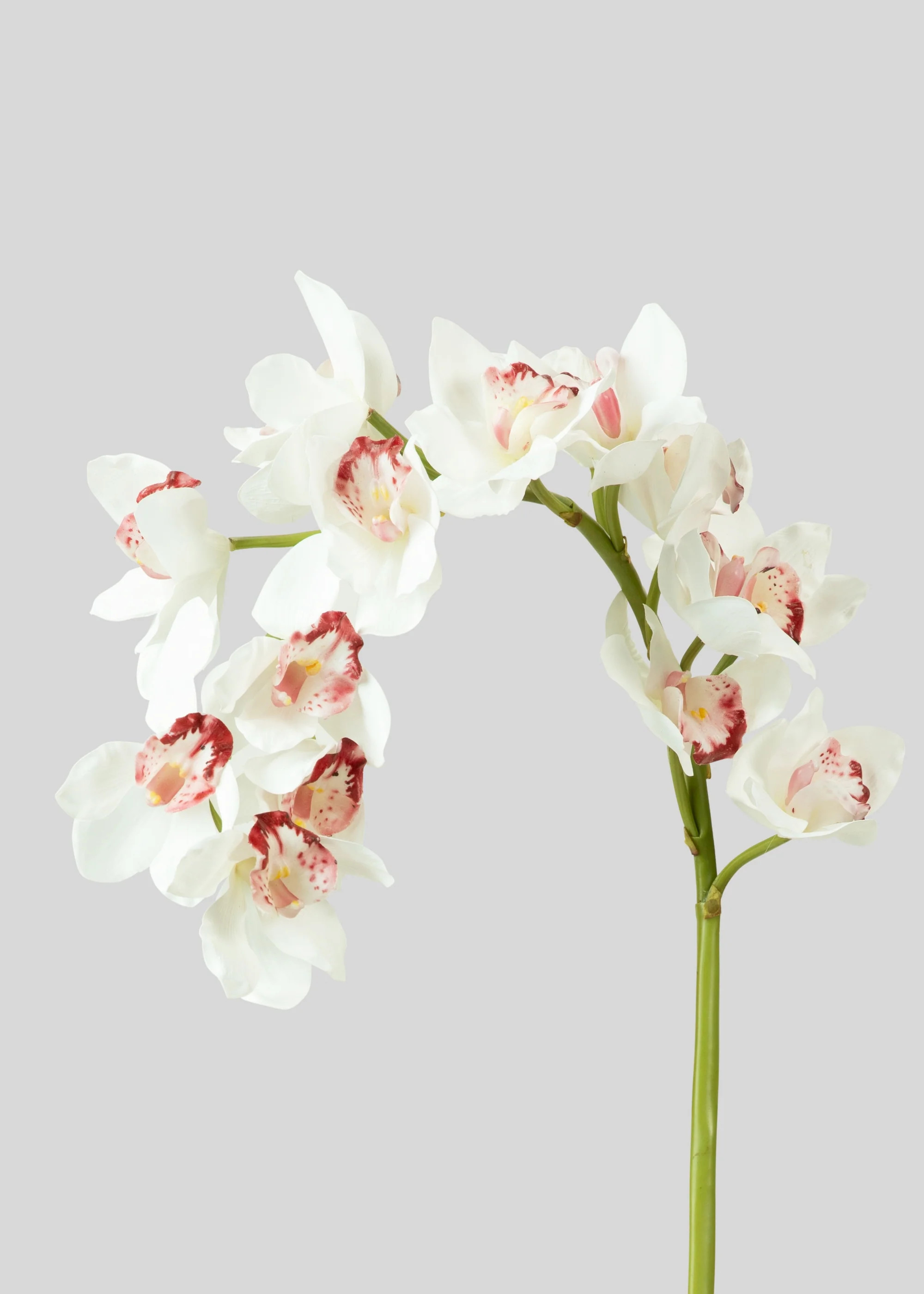 Large Cymbidium Orchid in White | Real Touch Flowers | Afloral | Afloral