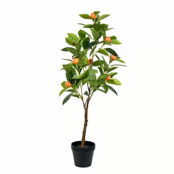 Orange Tree in Pot | Wayfair North America