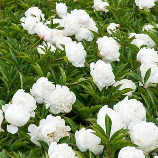 White Double Flowering Peony Dormant Bare Root Perennial Plants Roots (5-Pack) | The Home Depot
