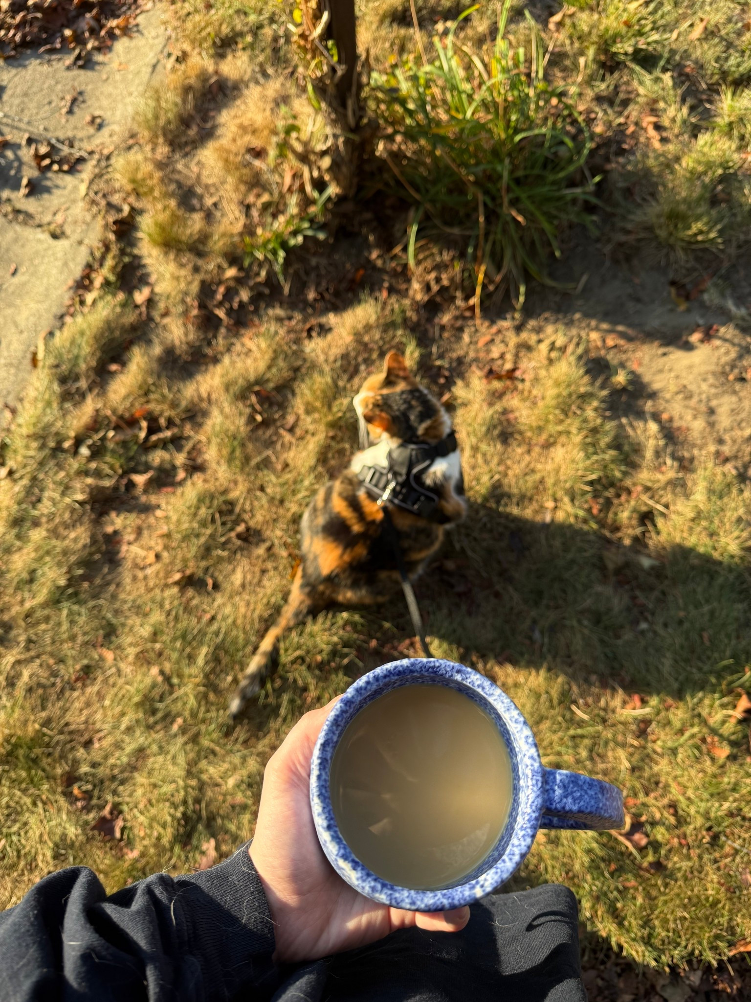 dupes for my favorite mug

#LTKFindsUnder100 #LTKHome #LTKSeasonal