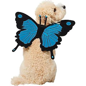 Frisco Magical Butterfly Wings Dog & Cat Costume Accessory | Chewy.com