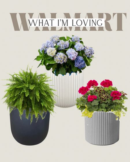 Mother’s Day gift idea

A beautiful plant and planter 

#LTKhome #LTKGiftGuide #LTKSeasonal