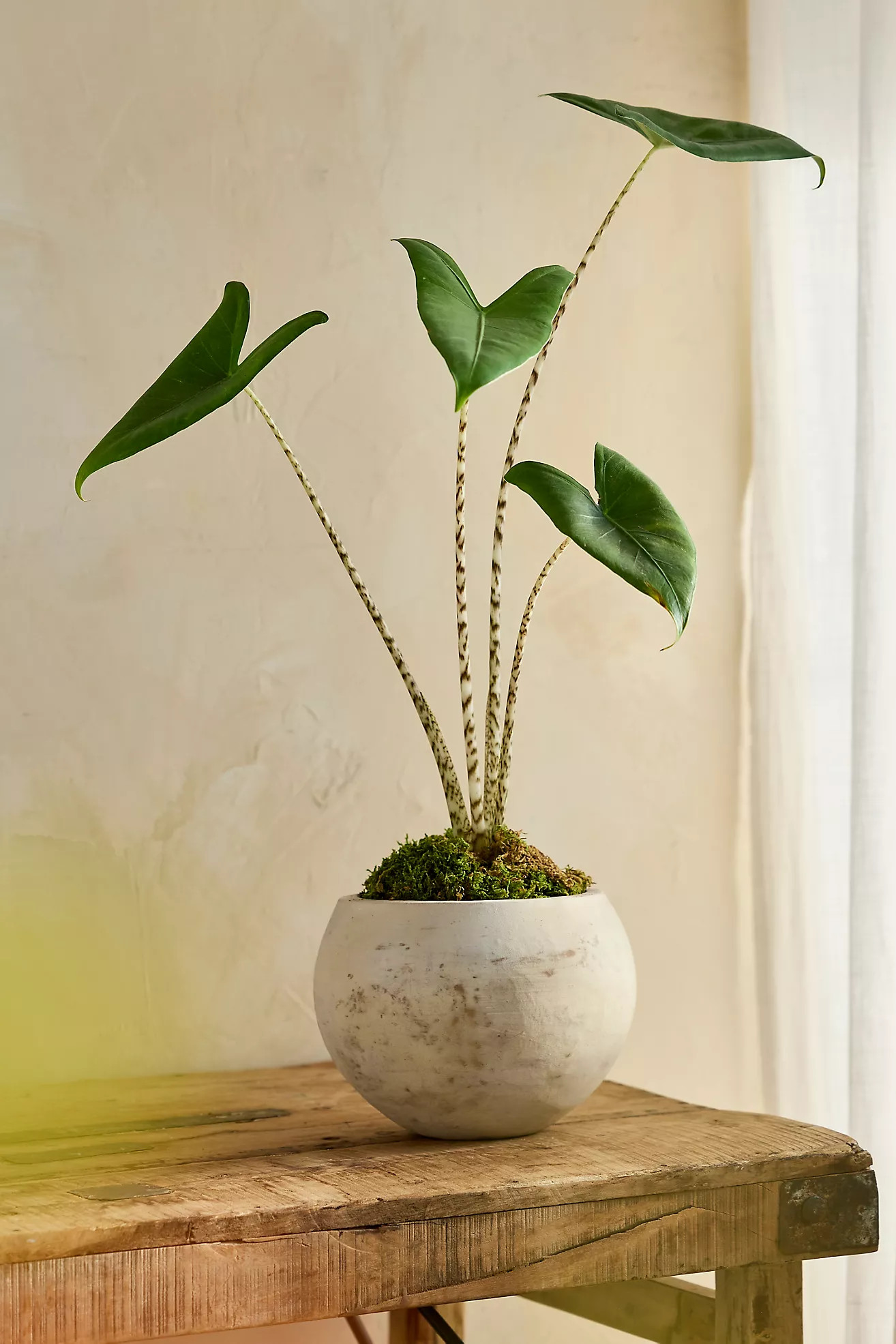 White Terracotta Globe Planter | Terrain