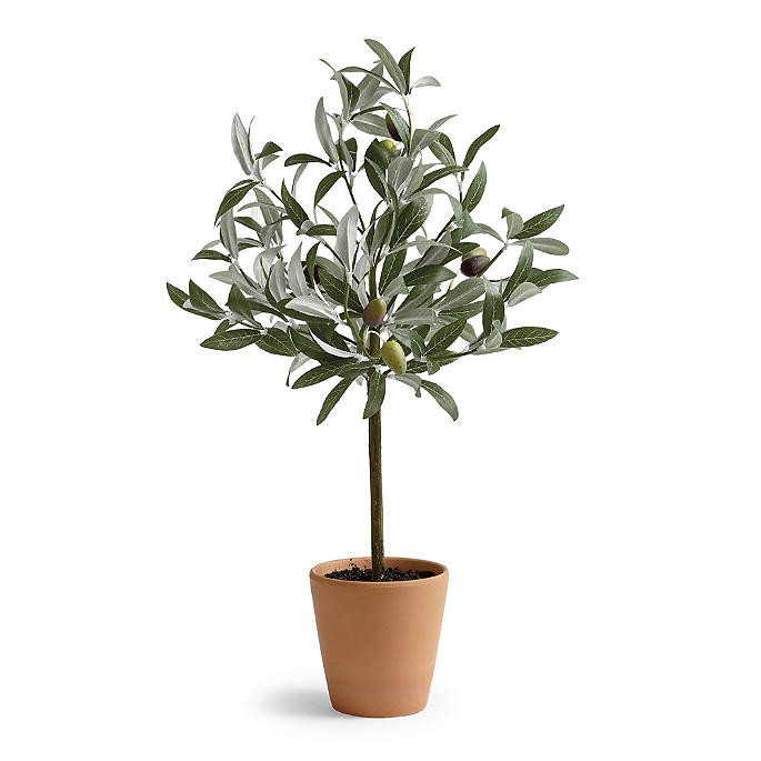 Olive Topiary | Frontgate | Frontgate