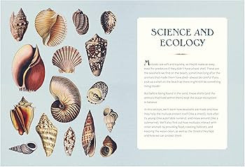 The Wonder of Seashells: Discover the Meaning & Magic of the Ocean\u2019s Treasures | Amazon (US)