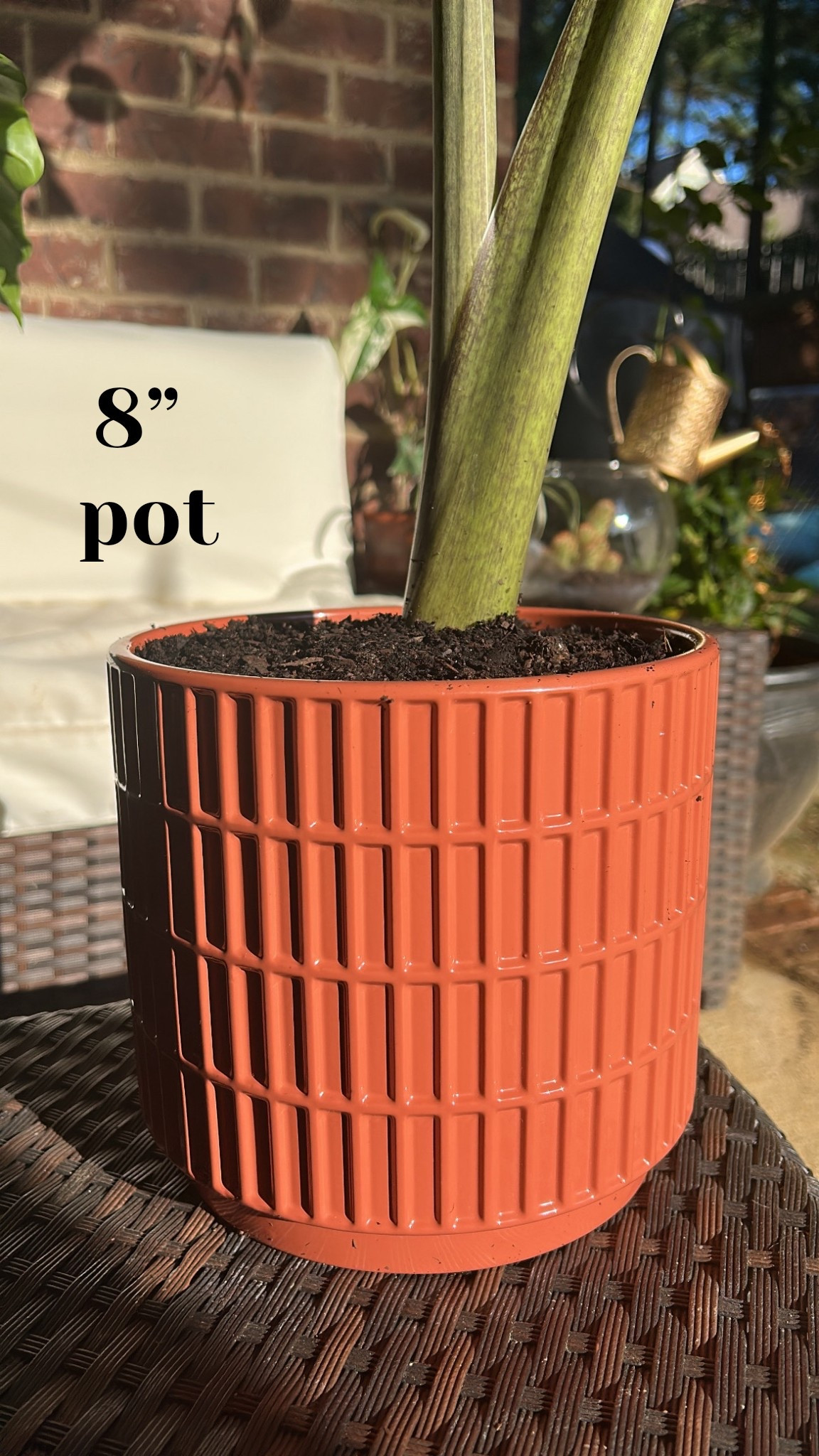 #ltkplants

#LTKSaleAlert #LTKSeasonal