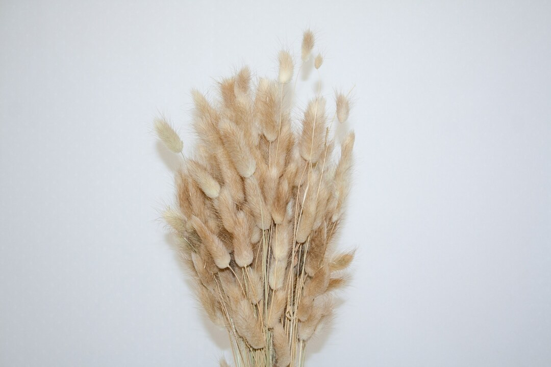 Dried Bunny Tail Bunny Tails Dried Perserved - Etsy | Etsy (US)