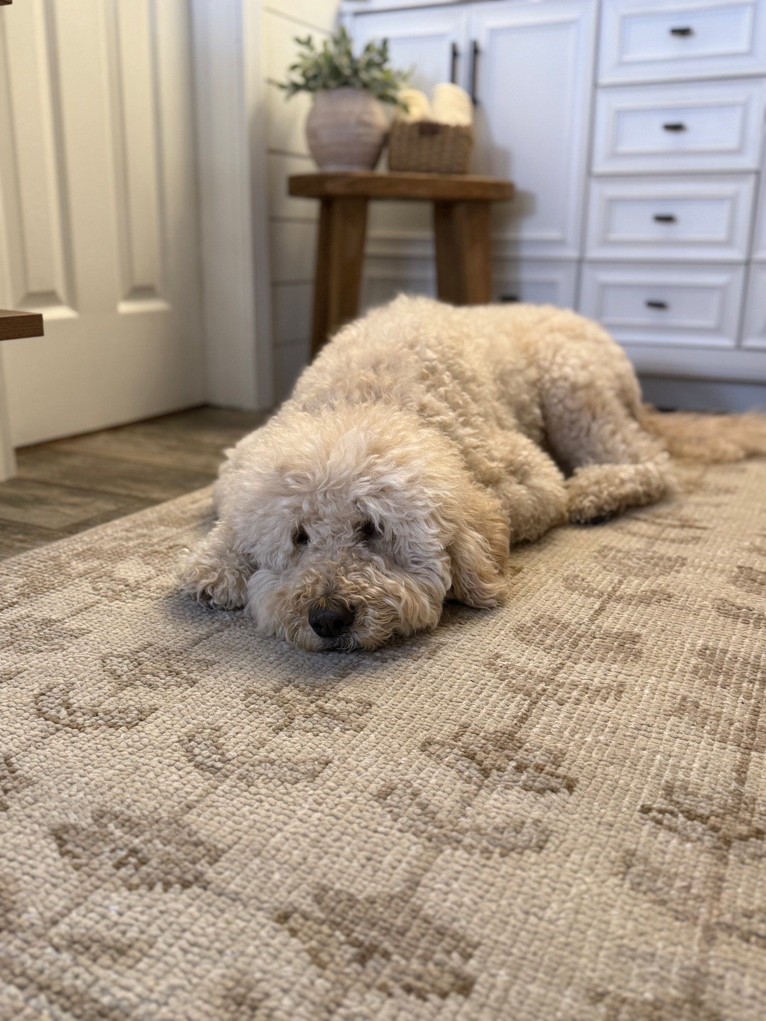 Mabel Hand-Knotted Wool Rug – Neutral Bathroom Rug

Follow @farmtotablecreations on Instagram for daily home styling ideas and designer-inspired finds.

This rug has been such a beautiful addition to our bathroom — and clearly Bella agrees. The Mabel hand-knotted wool rug from Quince has a warm neutral tone and a subtle, organic pattern that adds texture without overpowering the space. It’s not plush or soft, but has a more structured, flatwoven feel that works really well in a bathroom. It lays flat, holds its shape, and gives that tailored, designer look, while still being cozy enough that Bella always finds her way onto it.

#bathroomrug #woolrug #neutralrug #bathroomdecor #bathroomfinds #homefinds #neutralhome #bathroominspo

#LTKHome #LTKSaleAlert #LTKFindsUnder50