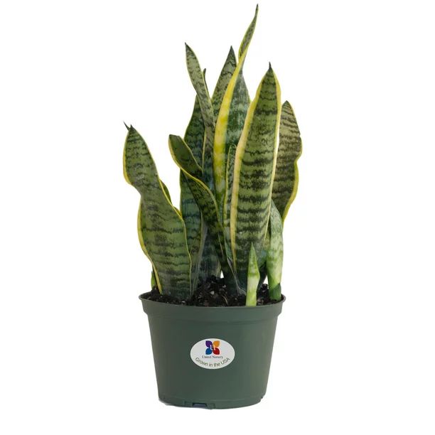 United Nursery Sansevieria Trifasciata Laurentii Snake Plant Live Indoor Outdoor House Plant Ship... | Walmart (US)