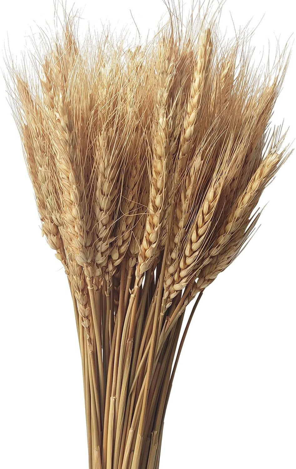 CoolCrafts 100 Stems Dried Wheat Flowers Bundles Natural Dried Wheat Sheaves Wheat Stalks for Fal... | Amazon (CA)