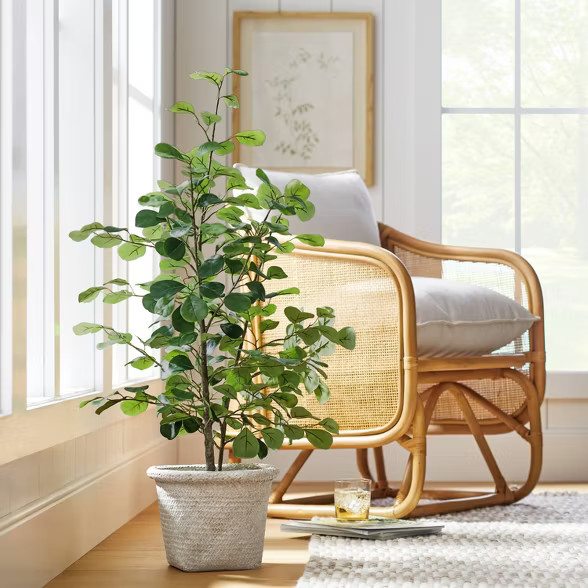 Small Triangle Ficus Tree - Threshold™ designed with Studio McGee | Target