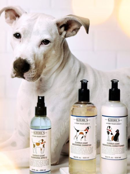 Never forget about a beauty routine for your furry friends! #LTKpets

#LTKfamily #LTKhome #LTKSale