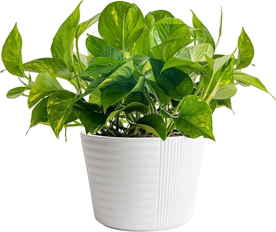 Costa Farms Golden Pothos Live Plant, Easy Care Indoor House Plant in Modern Decor Planter Pot, P... | Amazon (US)