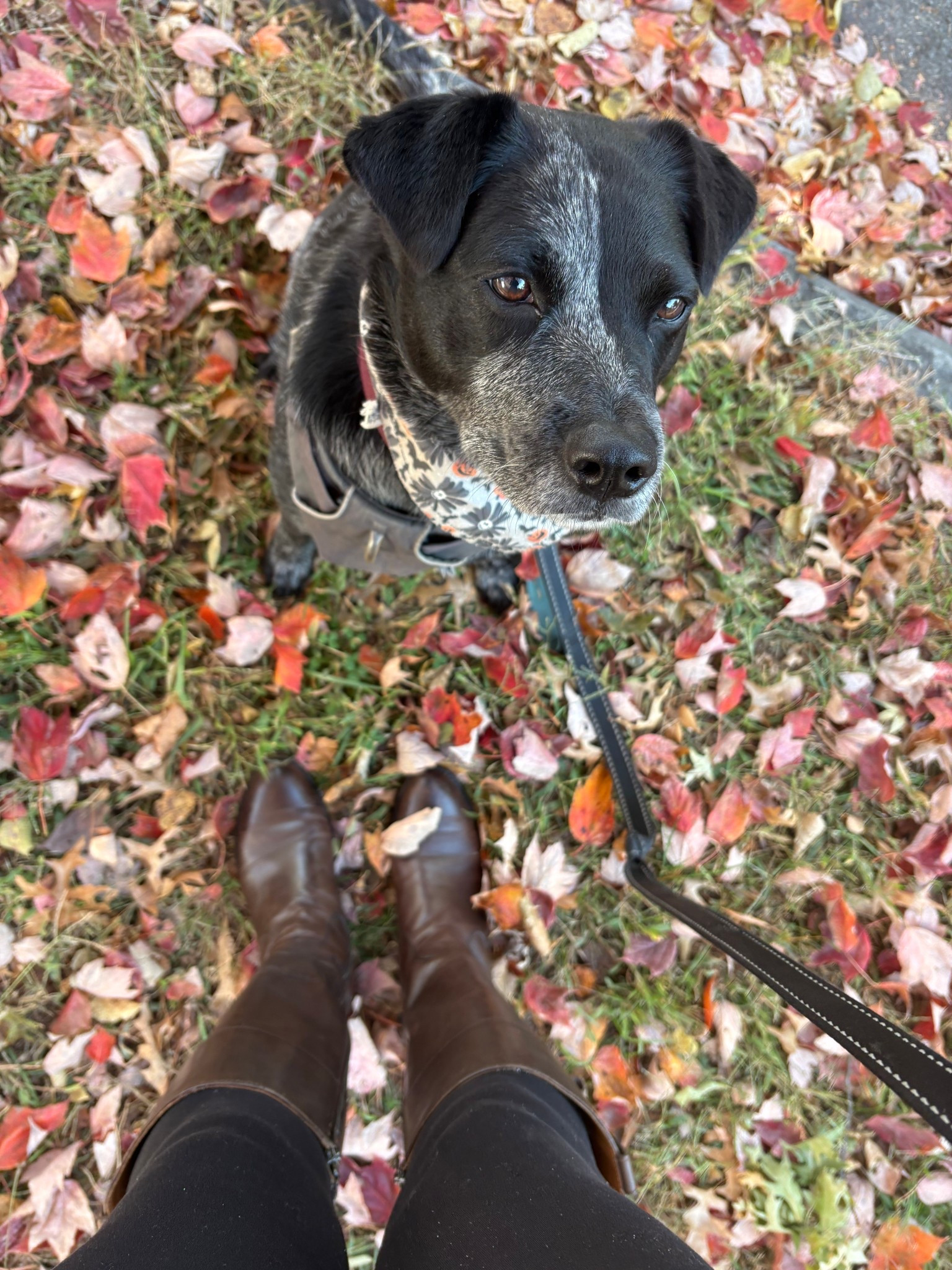 Fall boots OOTD

#LTKSeasonal #LTKActive #LTKPets