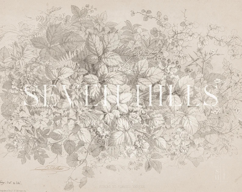 Botanical Sketch Print Vintage Leaves Drawing Printable - Etsy | Etsy (US)