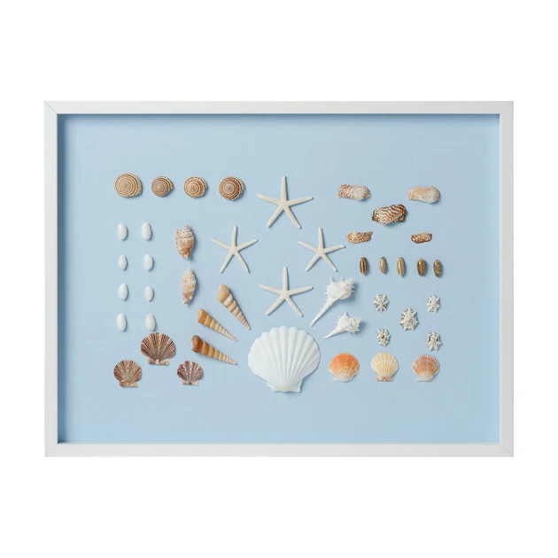 Bespoke Shell Study Framed Art I -  Light Blue | Cailini Coastal