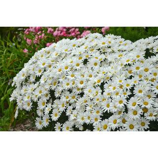 PROVEN WINNERS Amazing Daisies Daisy May Shasta Daisy (Leucanthemum) Live Plant, White Flowers, 0... | The Home Depot