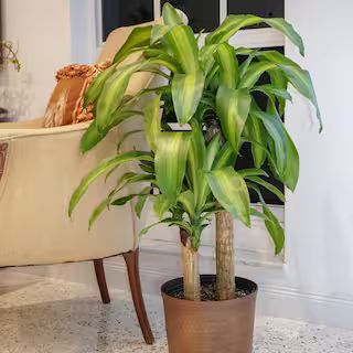 28 in. to 34 in. Tall Dracaena Mass Cane Corn Plant 2 Stem Plant in 9.25 in. Grower Pot | The Home Depot