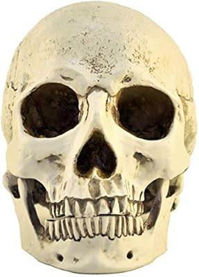 ENNAS 1:1 Resin Skull Head Model Simulation Skeleton Head Medical Skull Art Copy for Halloween De... | Amazon (US)