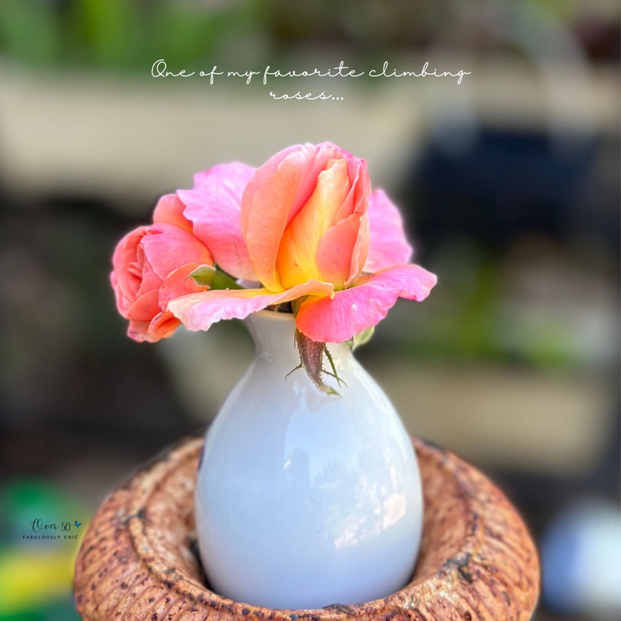 ONE OF MY FAVORITE CLIMBING & CUTTING ROSES ~

This Climber makes a great addition to a cutting garden with semi-double orange petals and deep gold. 

Check out our top CLIMBING ROSES in a variety of colors.

#LTKSeasonal #LTKhome