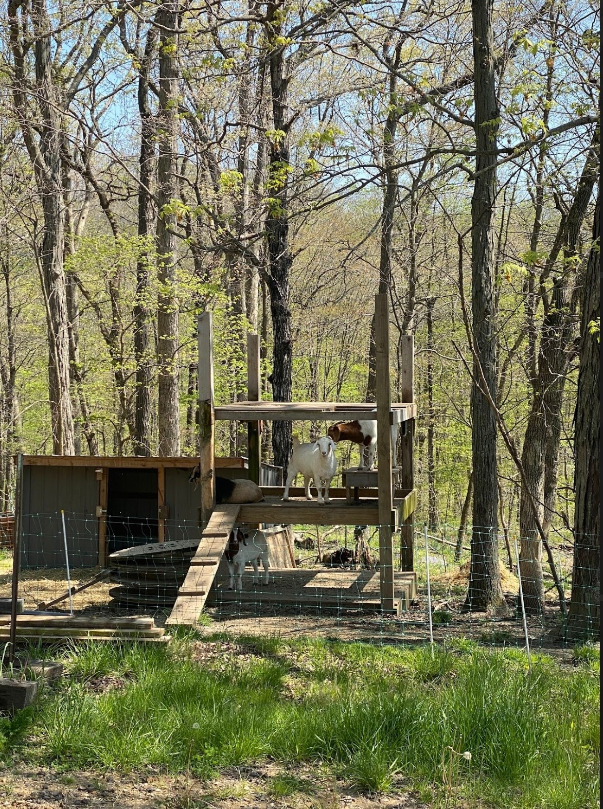 🐐🌾

#LTKPets #LTKFamily