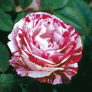 24 in. Tall, Scentimental Multi-Color Flowering Tree Rose, Dormant Bare Root Starter Plant (1-Pac... | The Home Depot