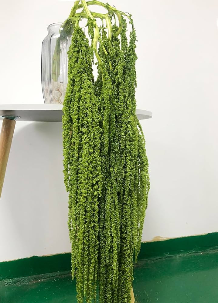 Pack of 5 Dried Amaranthus Flowers, Bleached Wisteria Vines, Amaranthus Flowers, for Wedding Bouq... | Amazon (DE)