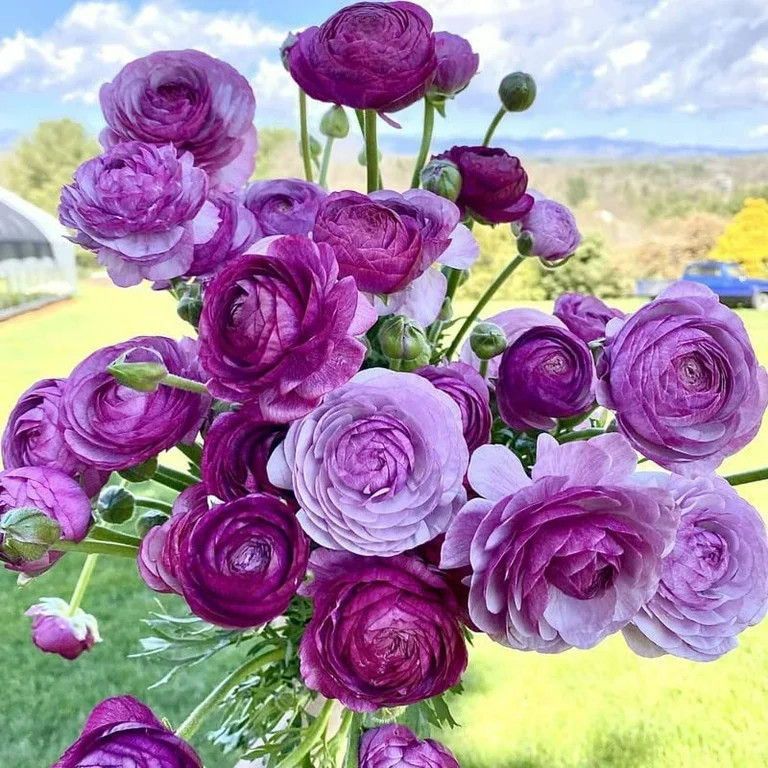5 Purple Ranunculus Bulbs for Planting | Walmart (US)