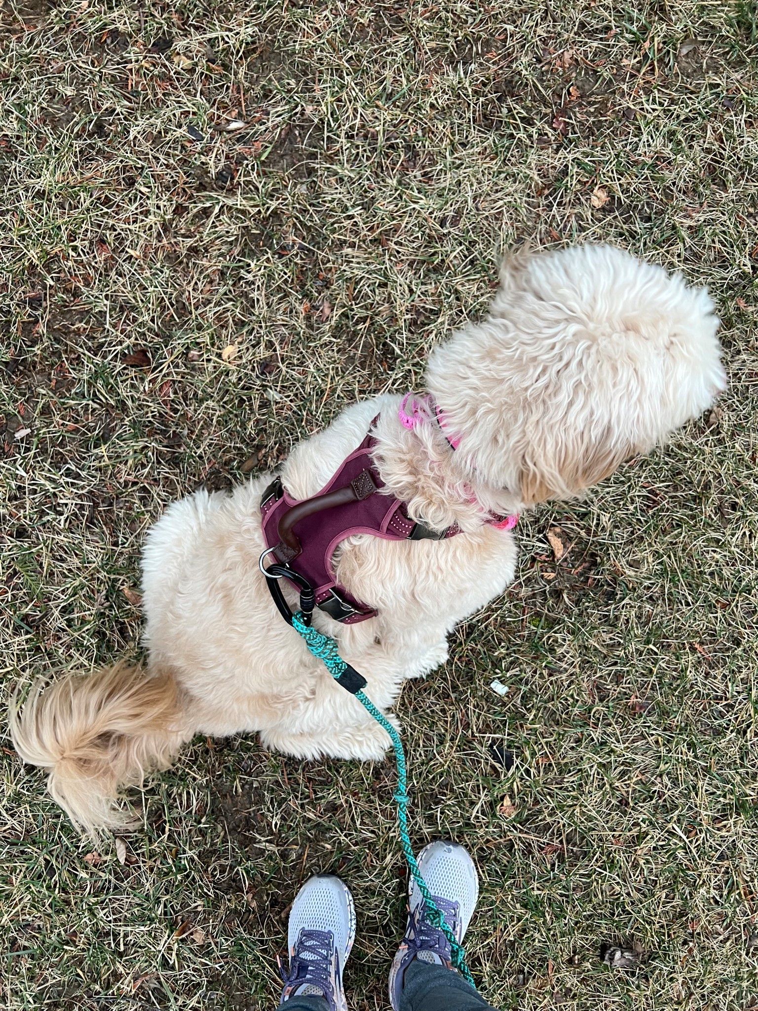 No pull canvas harness! My sis is big! 

#LTKFindsUnder50 #LTKActive #LTKFindsUnder100