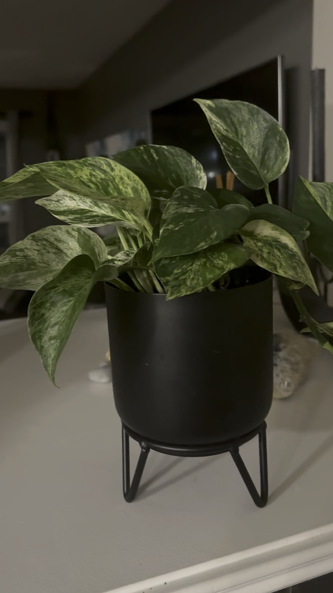 The cutest pot 🌱🌱🌱💚💚💚

Real plants give you oxygen and are so good for you so been trying to swap them out where I can 💚🌱🍵

#LTKhome #LTKfamily #LTKgiftguide